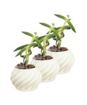 Mini Çiçek Saksı Küçük Sukulent Beyaz Kaktüs Saksısı 3lü Set Kalın Çizgili Spiral Model
